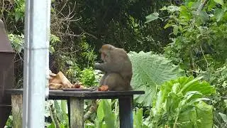 Formosan Rock Macaque / Macaca cyclopis / 2025-07-29, Kenting NP, Taiwan