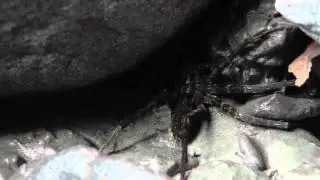 🐝 Japan River Spider - Order Araneae Family Sparassidae - Real Japan Monsters