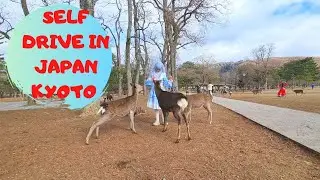 SELF DRIVE IN JAPAN &ndash; KYOTO TOP PLACES TO VISIT