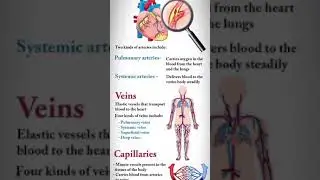 Types of Blood vessels with Capillaries Function #nocopyrightmusic #lifeisbutadream #Arteries #veins