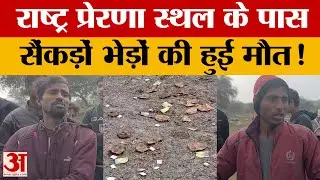 Lucknow: राष्ट्र प्रेरणा स्थल के पास रहस्यमयी तरीके से सैकड़ों भेड़ों की मौत. कारण किसी को पता नहीं!
