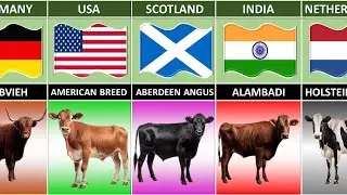 Cattle Breeds From Different Countries