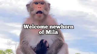 Do you recognize this mother monkey? / Mila&rsquo;s monkey troop members.