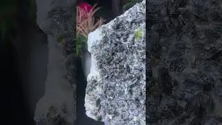 Sphene/Titanite crystals on Matrix #shorts #crystals #sphene
