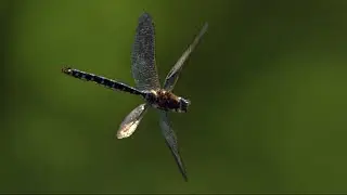 Slow Motion Dragonflies