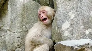 Big Baby’s Cute Tantrum【Beautiful Wild Snow Monkeys in Hell Valley】