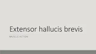 Extensor Hallucis Brevis Action