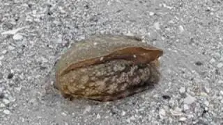 Sea Monster found on Beach