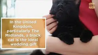 Black Cat Superstitions Debunked