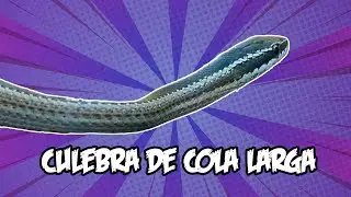 Culebra de cola larga | Animales chilenos superasombrosos - T2E12