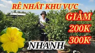 📞TIẾN 0961155134 MAI TÀNG CHƠI TẾT HOA ĐẸP GIẢM MẠNH 200-300K BAO SHIP 01/01/2026 | BẾN TRE ƠI