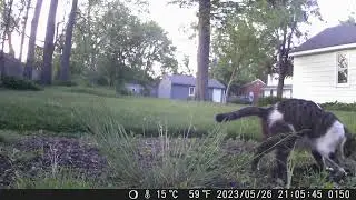 2023 Michigan Wildlife Trail Cam Video