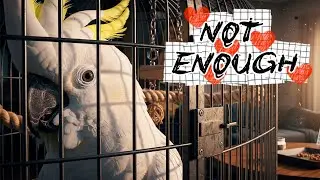 4 Cockatoo Myths That Fool Everyone (What&rsquo;s Actually True)