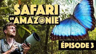 On tente d&rsquo;attraper le l&eacute;gendaire grand Morpho ! - SAFARI EN AMAZONIE : EPISODE 3