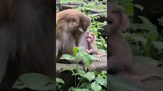 Where Love and Laughter Grow#36 #cute #monkeymom