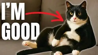 10 Most Independent Cat Breeds...