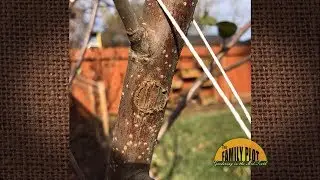 Q&A &ndash; What are these deformations on the bark of my apple tree?