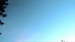 Crow Calling