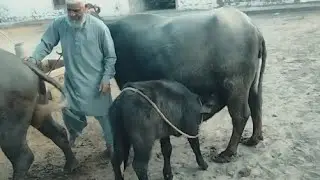 Nili Ravi buffalos for sale | Maweshi mandi Rates latest update | qurbani ke janwar 