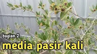 part 2 pasir kali juga bisa untuk media tanam santigi