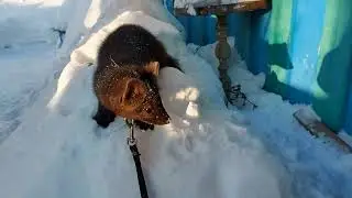 Pet sable looking for food in the snow
