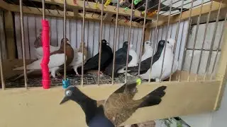 Bardzo dobry film z życia Gołębiarza😆Targ,ścina itp.Tego dnia ganiali wszyscy💪9 do 5 po ścinie 😁