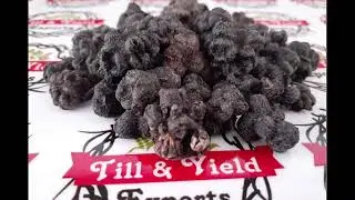 Noni fruits and powder, Morinda citrifolia.