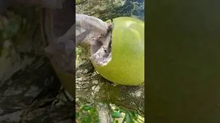 Ternyata buah maja bisa dimakan secara langsung #buahmaja #caramakanbuahmaja