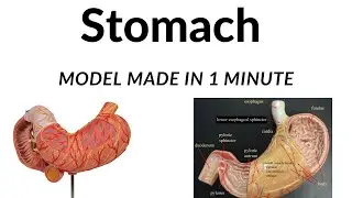 Stomach model made easy in 1 minute✅.    #youtube #anatomy #clinicalanatomy