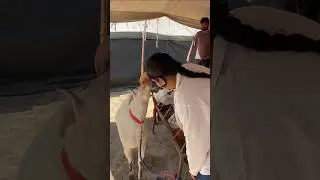 Visit to animal fair sriganganagar🩺🐾Animal exhibition✨#veterinary #vetschool  #animals #animalfair