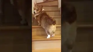 Corgi stairs fail