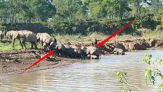 Elephant Family Bathing Time! 🐘 A Gentle Giant Herd Crossing the River