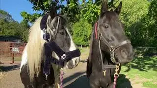 We had a scare with my mare! | Ella update