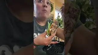 Lettuce burger