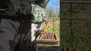 Find good honeycomb😍🐝🇰🇭