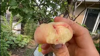 Saturn Donut Peach Taste Test and Spokane Backyard Orchard Tour