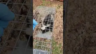 How to properly handle a skunk caught in an open wire cage trap