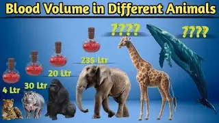 Blood Volume in Different Animals || Blood Volume Comparison, Average Data || The honest