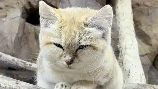 【動物】「砂漠の天使」と呼ばれるネコ ～スナネコ～【那須どうぶつ王国】