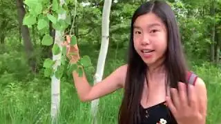 Plant Defenses