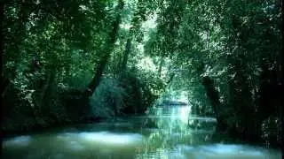 Nature Sounds | Marsh birdsong