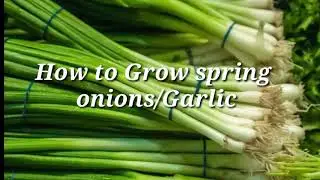 How to grow spring onions Garlic
