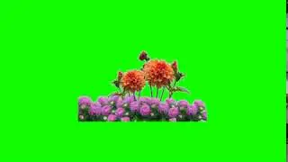 Green screen  background flower animation thumbs effects video