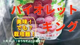 【バイオレットキング】1年目の栽培状況と樹の特徴と冬剪定