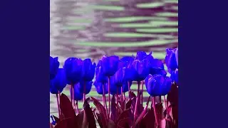 Fantastic Fresh Vibes
