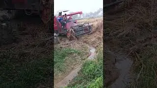 Combine Harvestor// Rice Harvesting #farming #agriculture #paddy #indrajitmandal