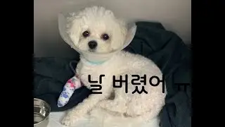 여자강아지 소금이의 중성화 수술(하루 입원)