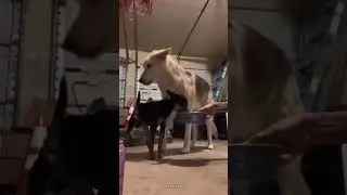 ultra quick memes V16