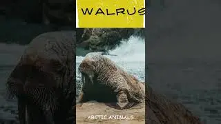 Arctic Animals For Preschoolers/ Arctic Animals/ Animal Shorts/ Learning Animals for Kindergarten