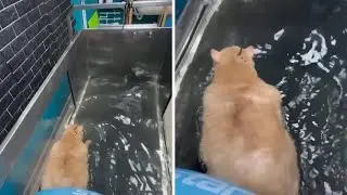 38 pound rescue cat Crumbs gets stuck in shoe rack while trying to escape from fat camp
